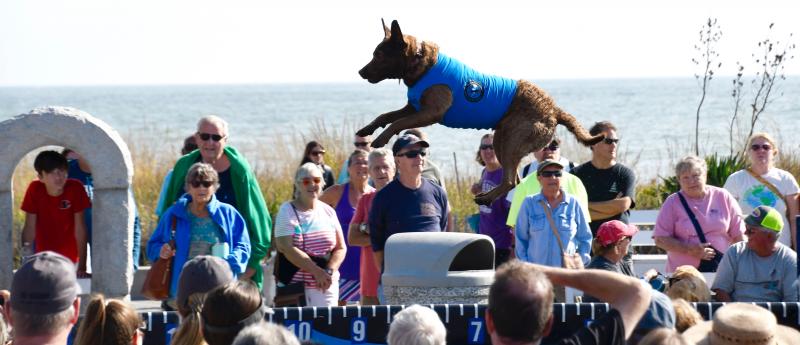 dockdog Jack Lingo, REALTOR&reg; Proudly Sponsors 2021 Bark on the Boards! - Jack Lingo REALTOR